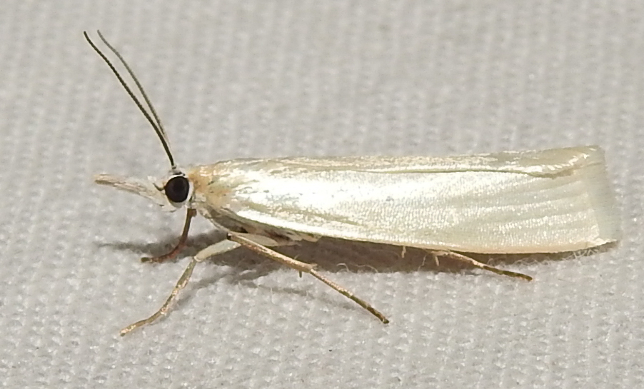 Crambus perlella - gyöngyházas fűgyökérmoly