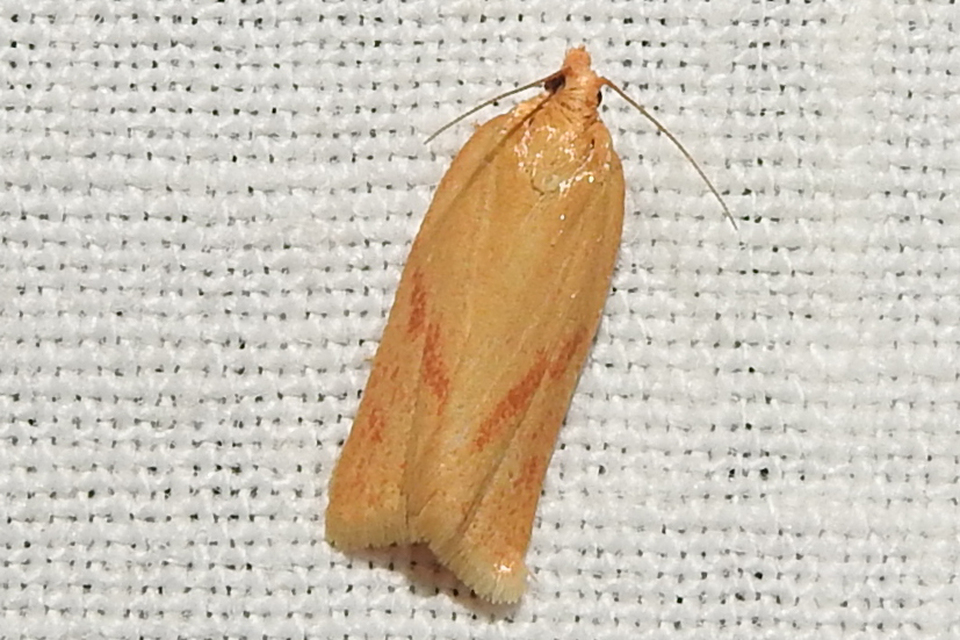 Clepsis pallidana - aranysárga sodrómoly