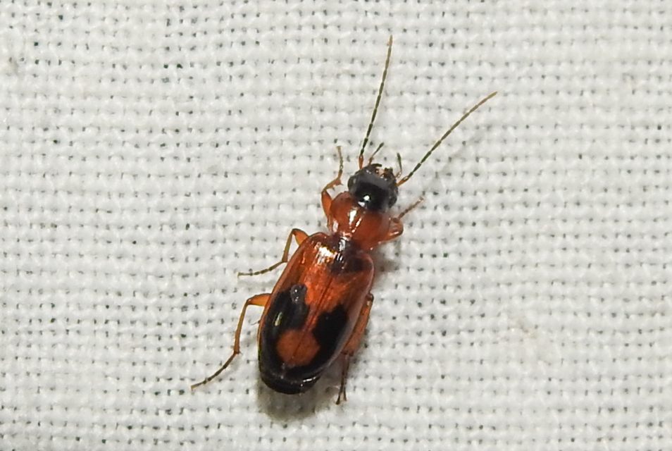 Badister meridionalis - közönséges posványfutonc