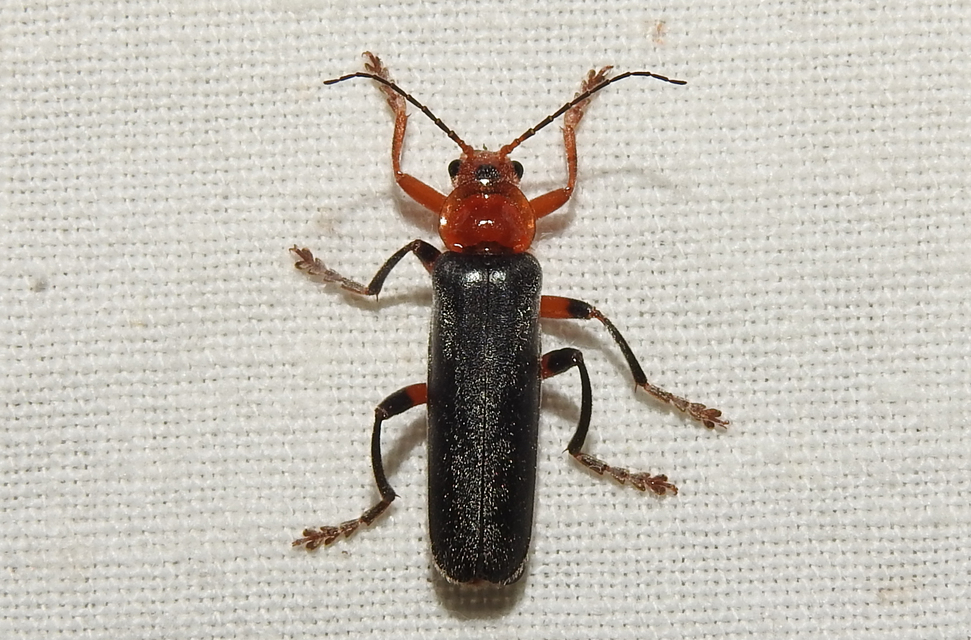 Cantharis livida - mezei lágybogár