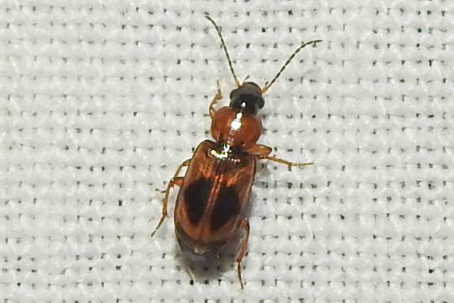 Acupalpus elegans - pompás törpefutonc