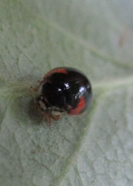 Adalia decempunctata - tízpettyes katica