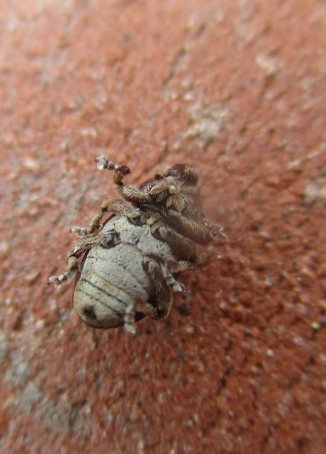Tychius quinquepunctatus - borsó-tímárormányos