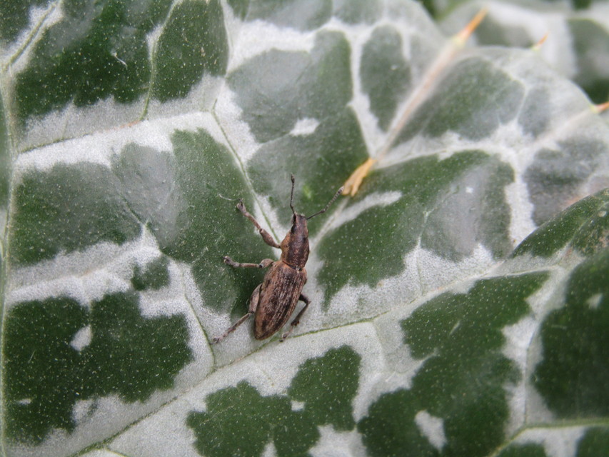 Tanymecus palliatus - közönséges hegyesfarúbarkó