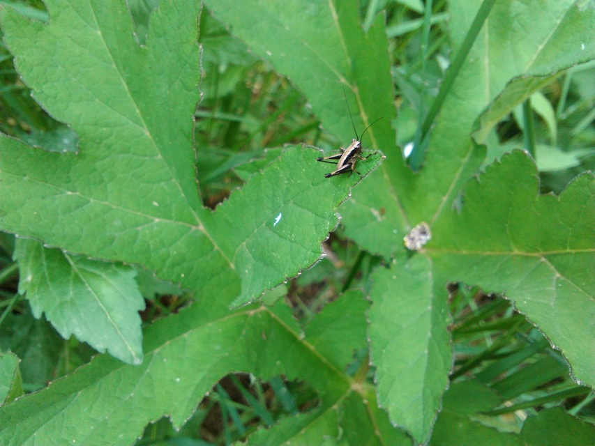 Pholidoptera griseoaptera - szürke avarszöcske