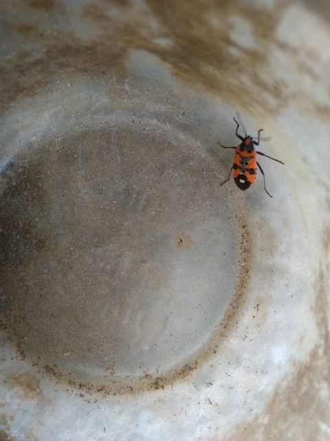 Lygaeus equestris/simulans
