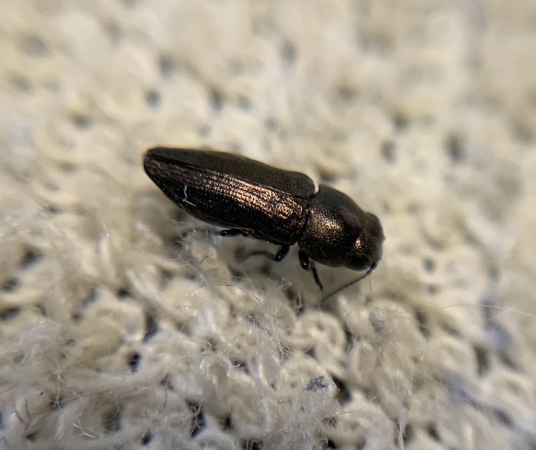 Sphenoptera