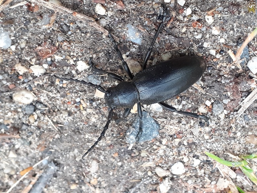 Dorcadion aethiops - fekete gyalogcincér