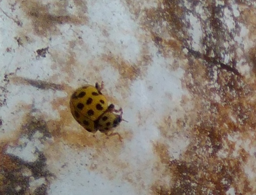 Psyllobora vigintiduopunctata - huszonkétpettyes katica