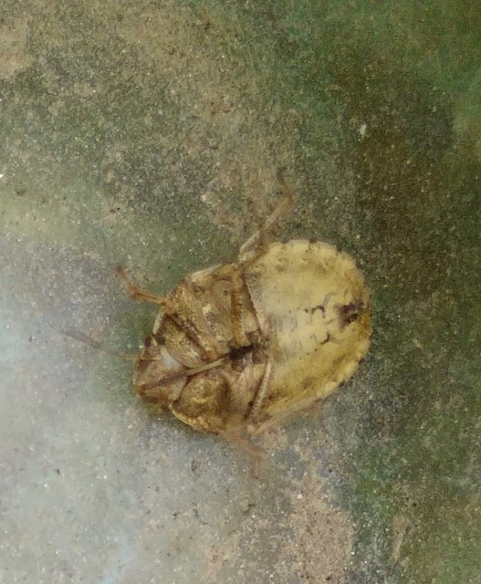 Eurygaster Eurygaster