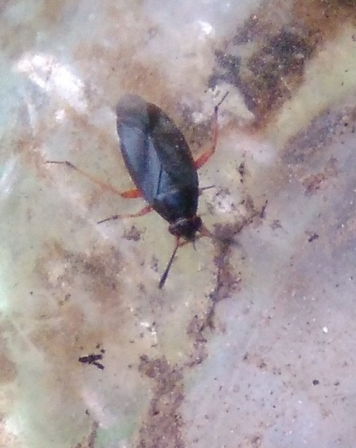 Capsus ater - fekete mezeipoloska