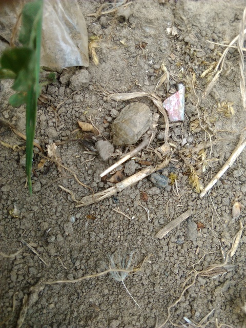 Eurygaster Eurygaster