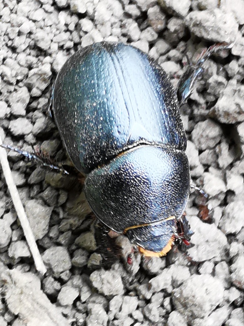 Pentodon idiota - butabogár