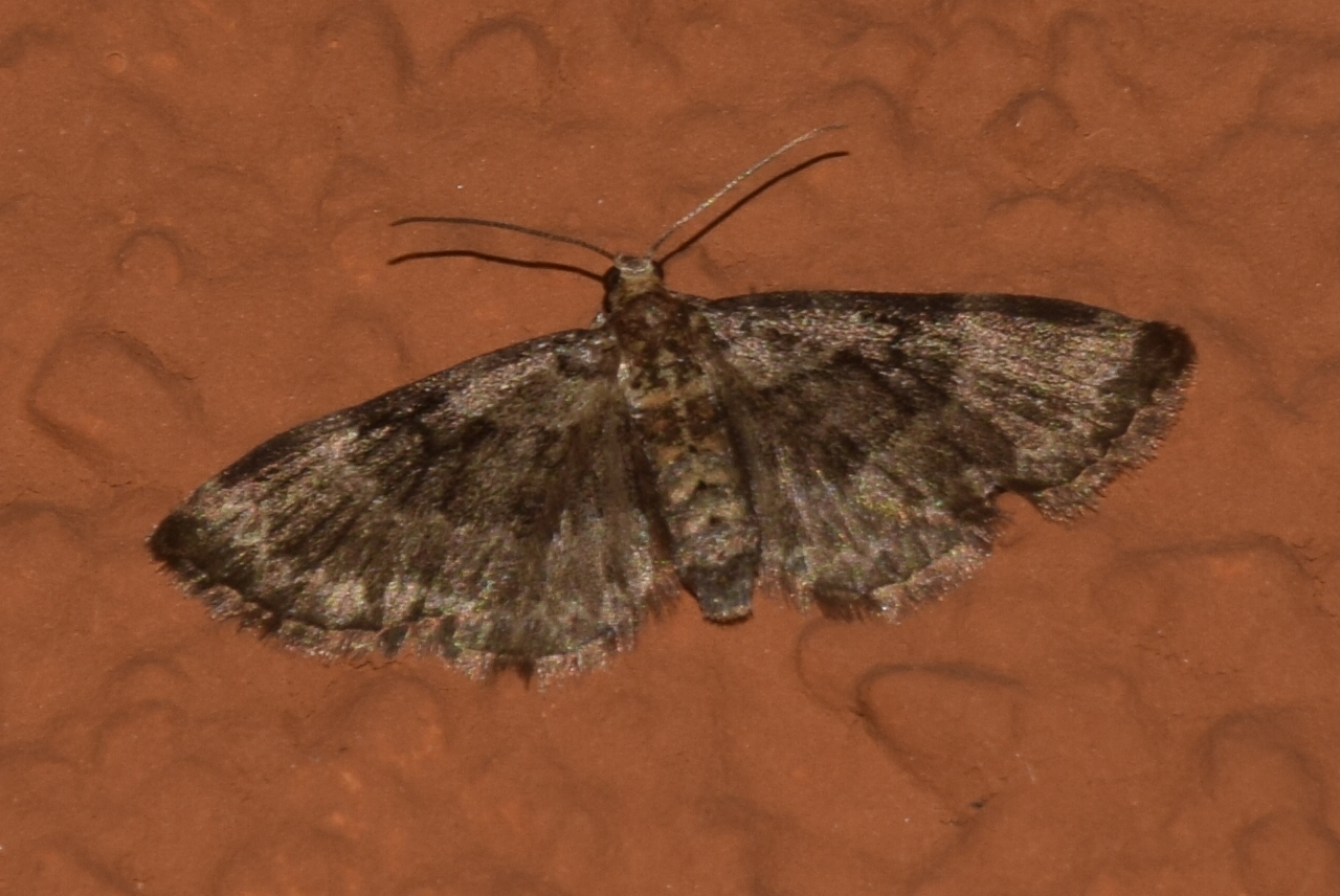 Pasiphila chloerata - hamvas törpearaszoló