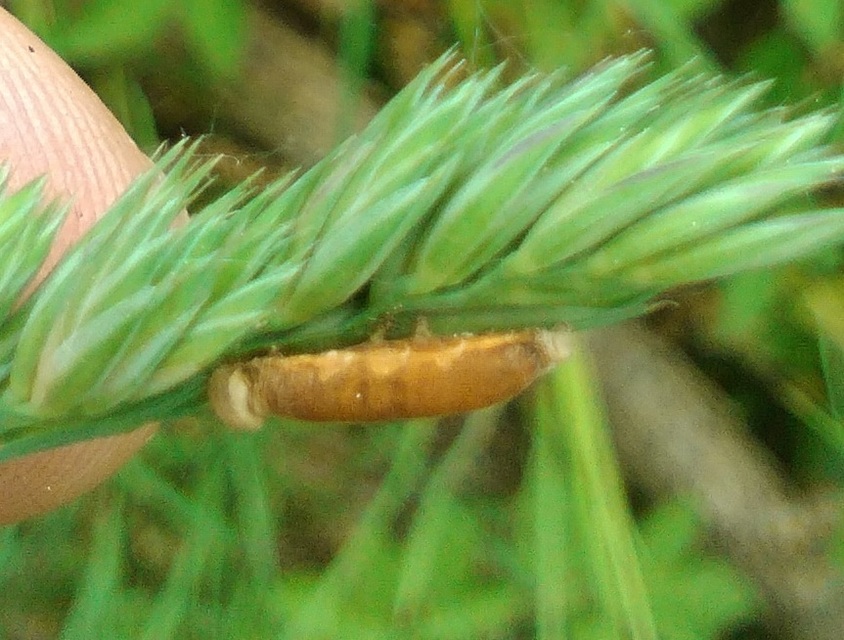 Braconidae - gyilkosfürkészek