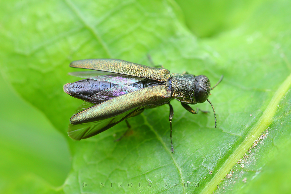 Agrilus angustulus - közönséges karcsúdíszbogár