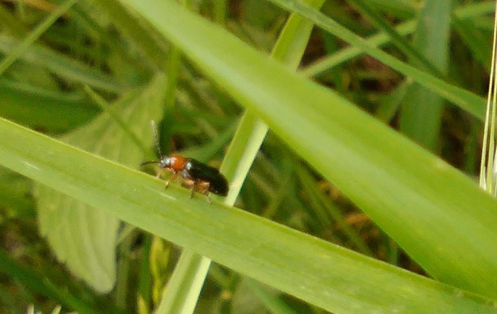 Oulema melanopus/duftschmidi