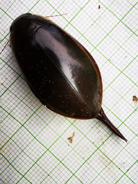 Cybister lateralimarginalis - nagy búvárbogár