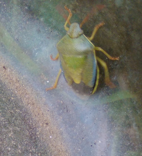 Piezodorus lituratus - bíboros címerespoloska Piezodorus lituratus - bíboros címerespoloska