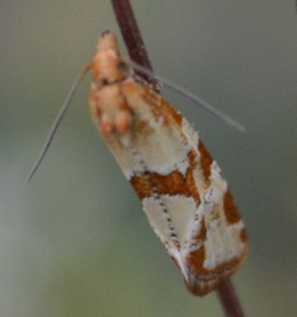Aethes hartmanniana - ördögszem-fúrómoly