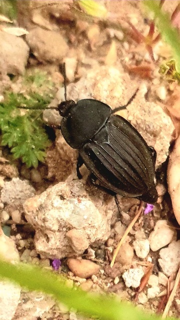 Silpha carinata - karimás dögbogár