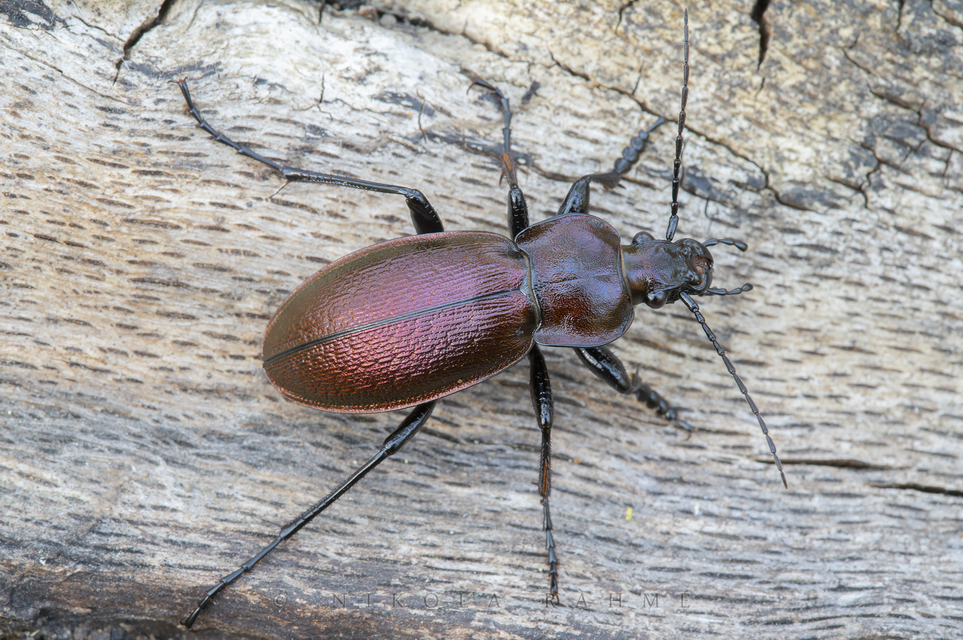 Carabus scheidleri jucundus - pompás változó futrinka