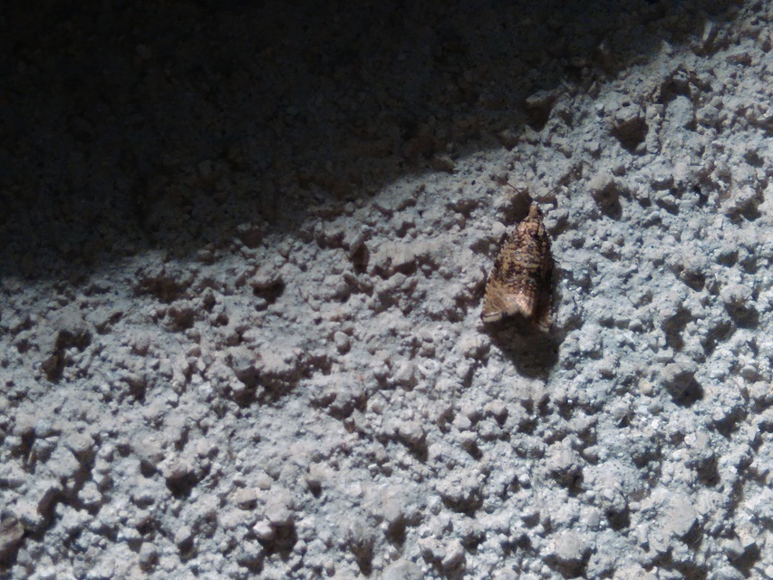Celypha lacunana - vízparti tükrösmoly
