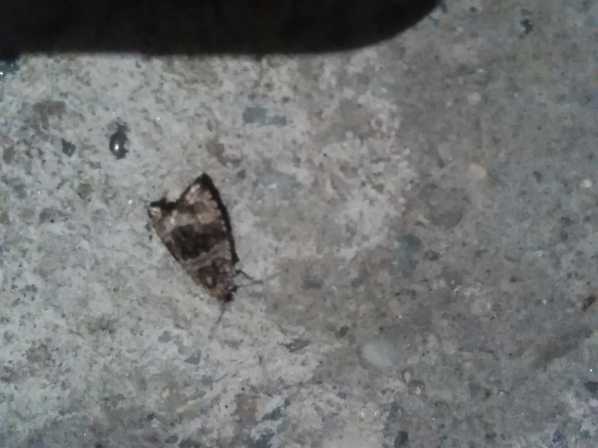 Celypha