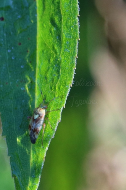 Lygus pratensis - változó mezeipoloska