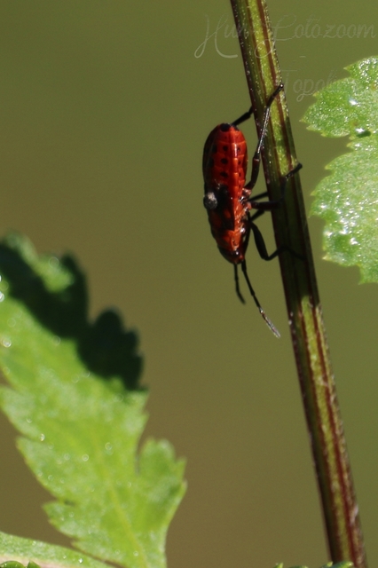 Spilostethus saxatilis - virágbodobács