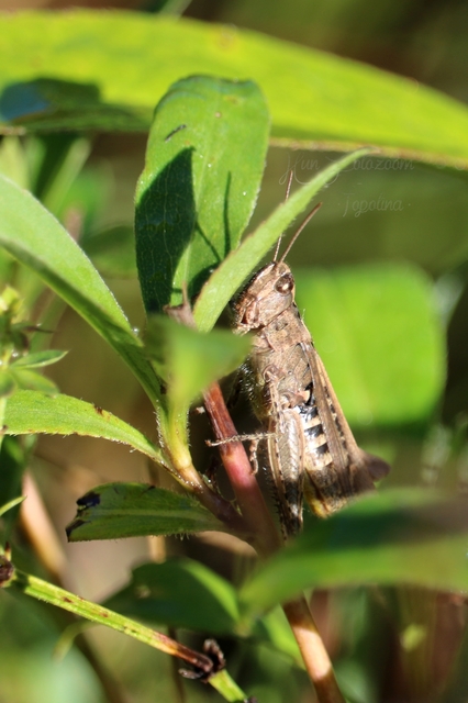 Chorthippus (Glyptobothrus) (subgenus)