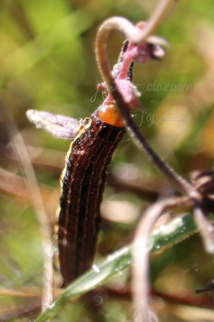 Pyrrhia umbra - iglicebagoly