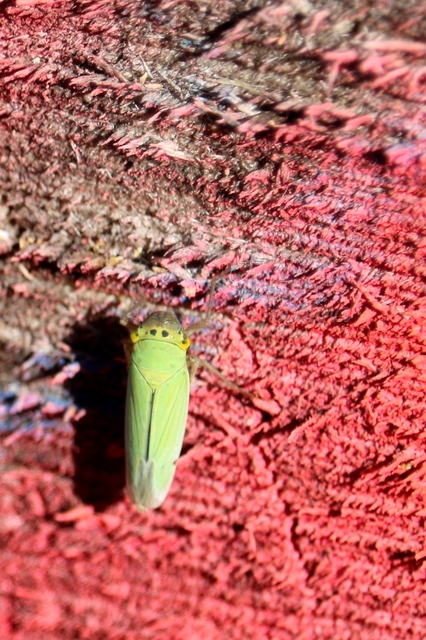 Cicadella viridis - méregzöld kabóca