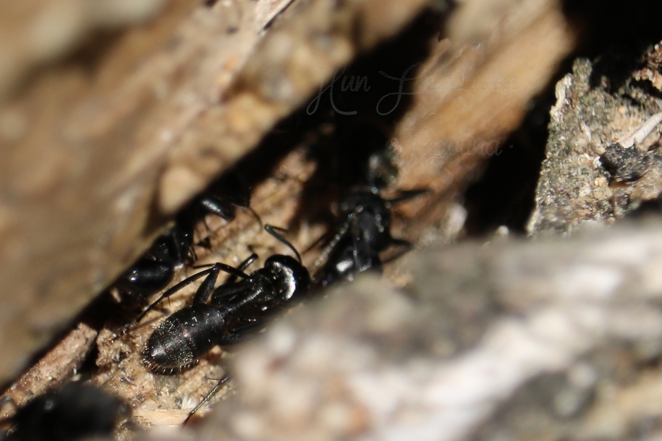 Camponotus vagus - fekete lóhangya