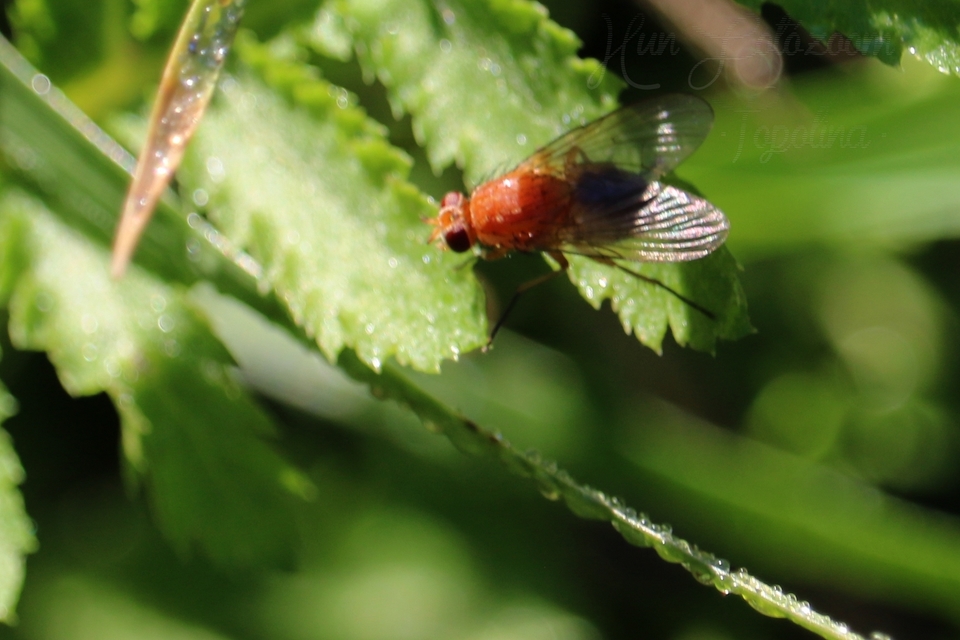 Muscidae - igazi legyek