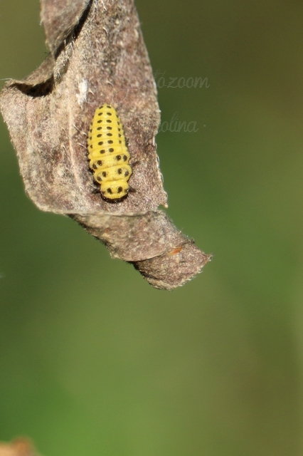 Psyllobora vigintiduopunctata - huszonkétpettyes katica