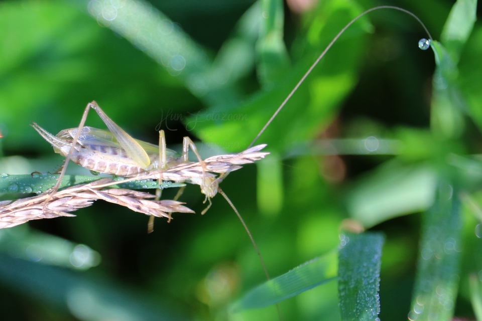 Oecanthus pellucens - pirregőtücsök