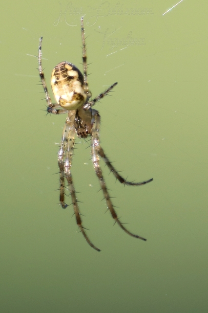 Metellina segmentata/mengei