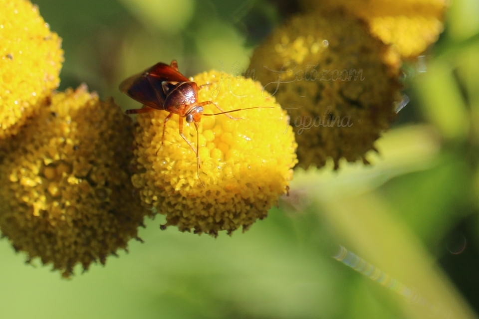 Lygus pratensis - változó mezeipoloska
