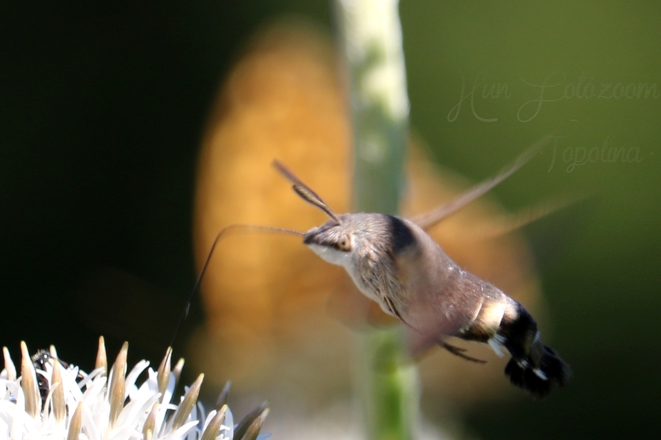 Macroglossum stellatarum - kacsafarkú szender