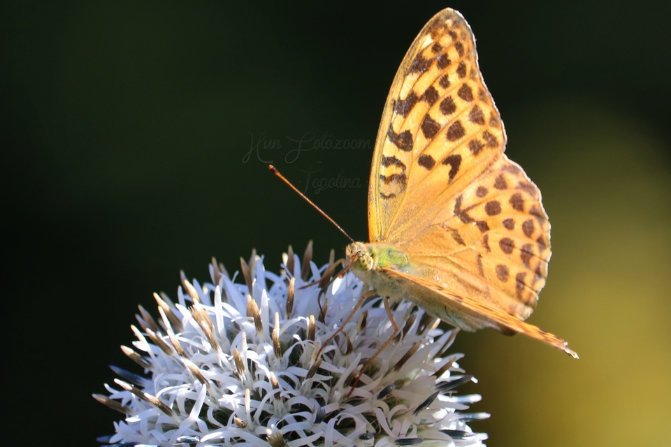 Argynnis paphia - nagy gyöngyházlepke