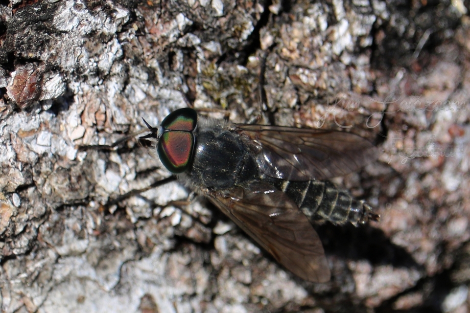 Tabanus