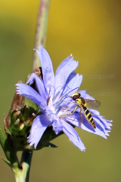 Sphaerophoria