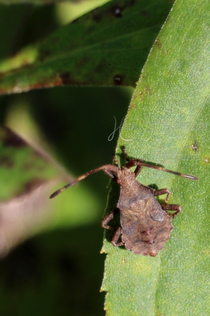 Coreus marginatus - közönséges karimáspoloska