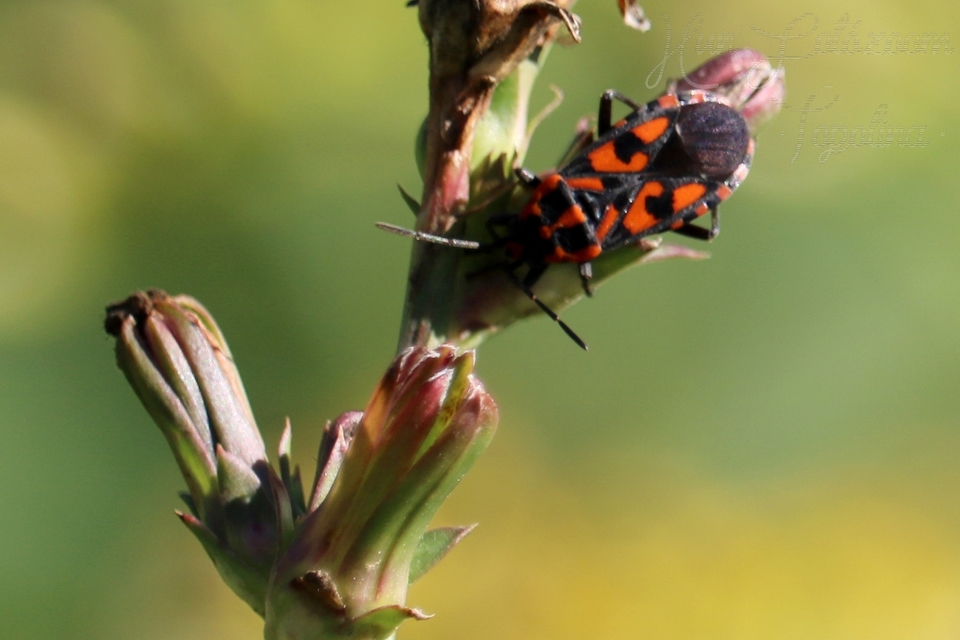 Spilostethus saxatilis - virágbodobács