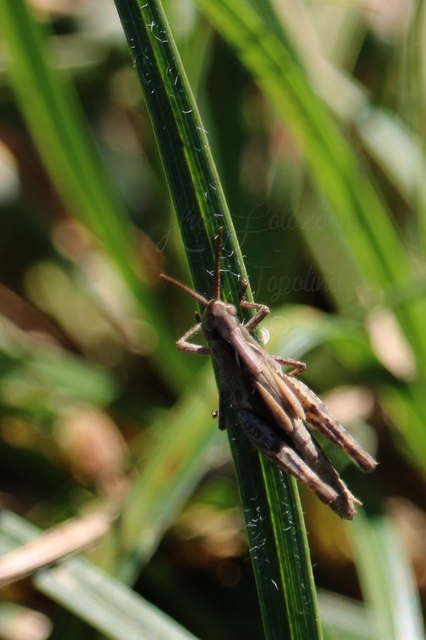 Omocestus rufipes - vöröshasú tarlósáska