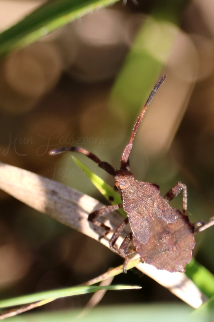 Coreus marginatus - közönséges karimáspoloska