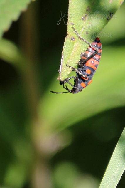 Spilostethus saxatilis - virágbodobács
