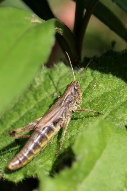 Pseudochorthippus parallelus - közönséges rétisáska