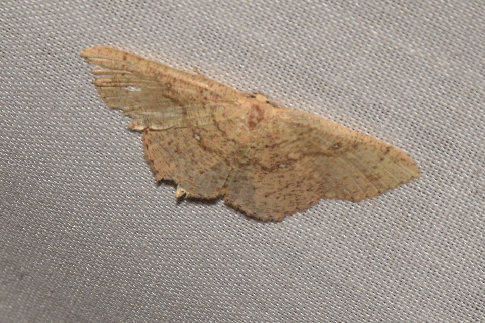 Cyclophora porata - körös pettyesaraszoló